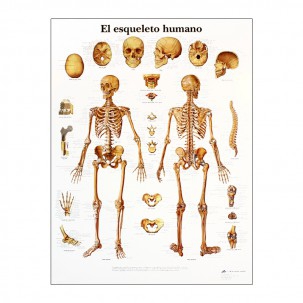 Anatomy Print: Human Skeleton